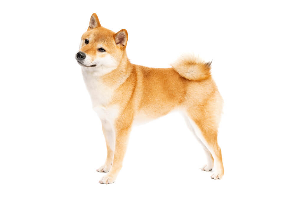 Shiba Inu Japanese Dog Breed