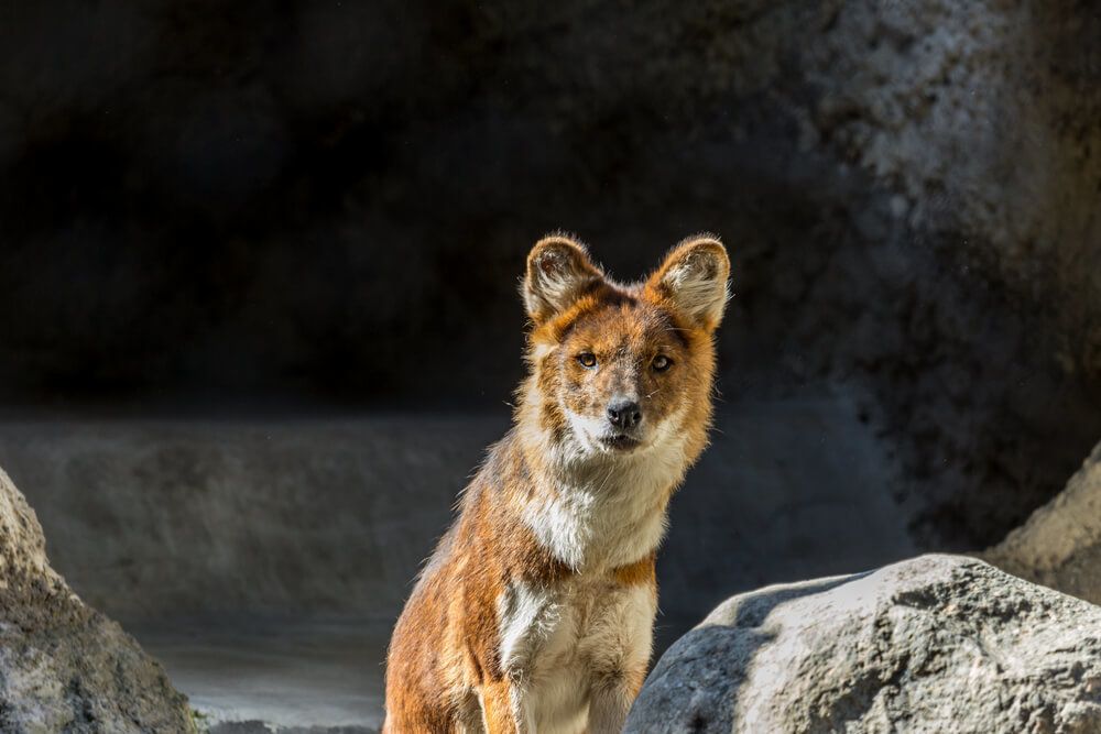 A dhole Indian wild dog sitting on the rock 