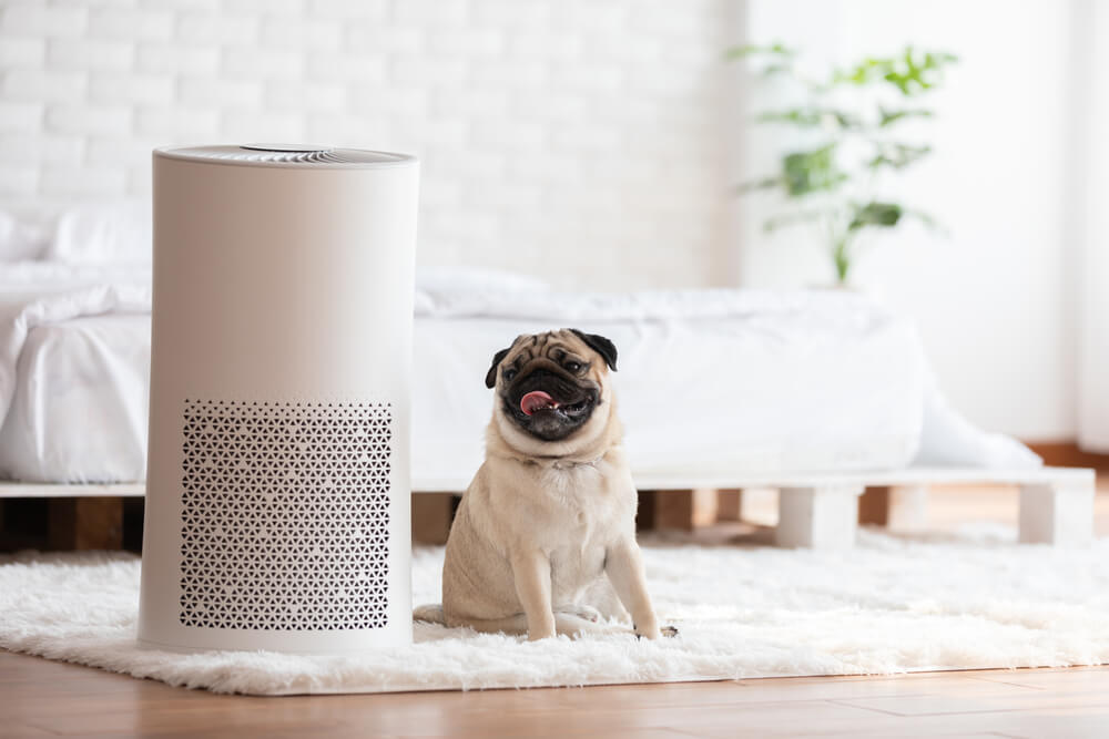 A Pug Dog sitting beside an air purifier which helps with sleeping and removing dust particles
