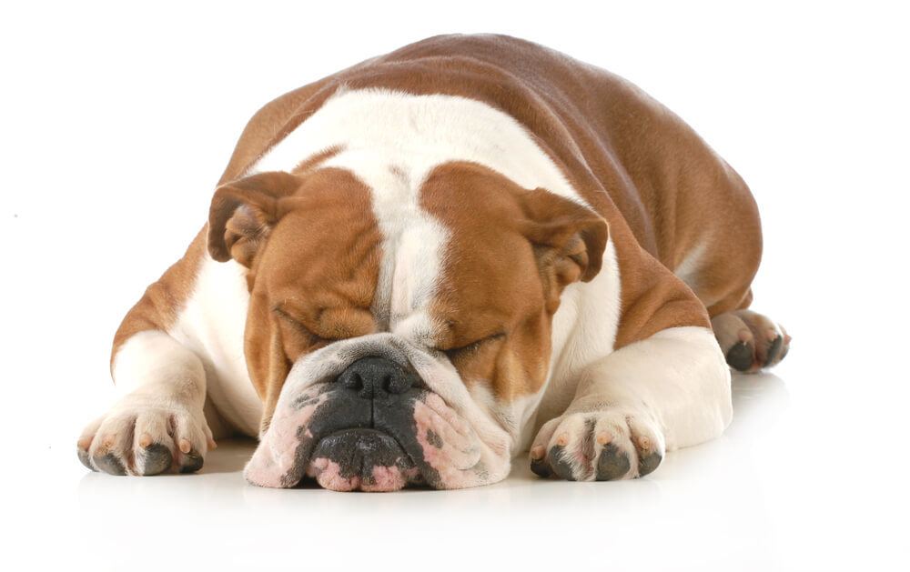 Why do dogs snore?
