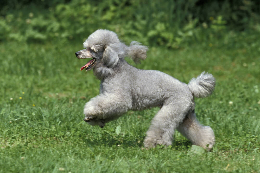 Grey Standard Poodle Dog Playing Outdoors on Grass