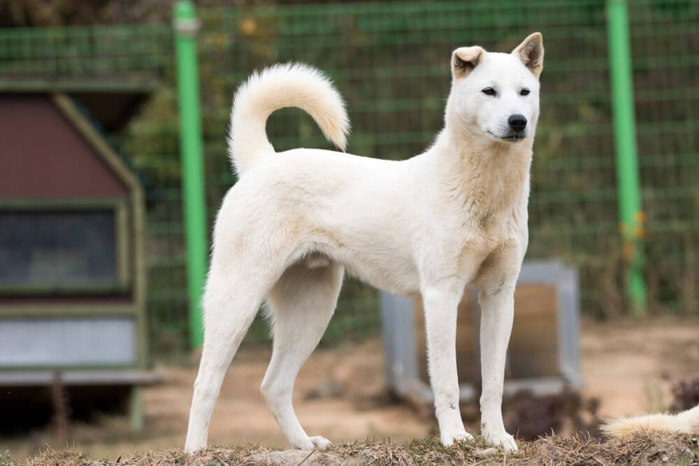 A white Korean Jindo purebred dog sitting up straight and alert