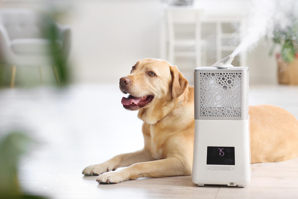Labrador sitting beside a humidifier to help with allergies, breathing and sleeping issues for dogs.