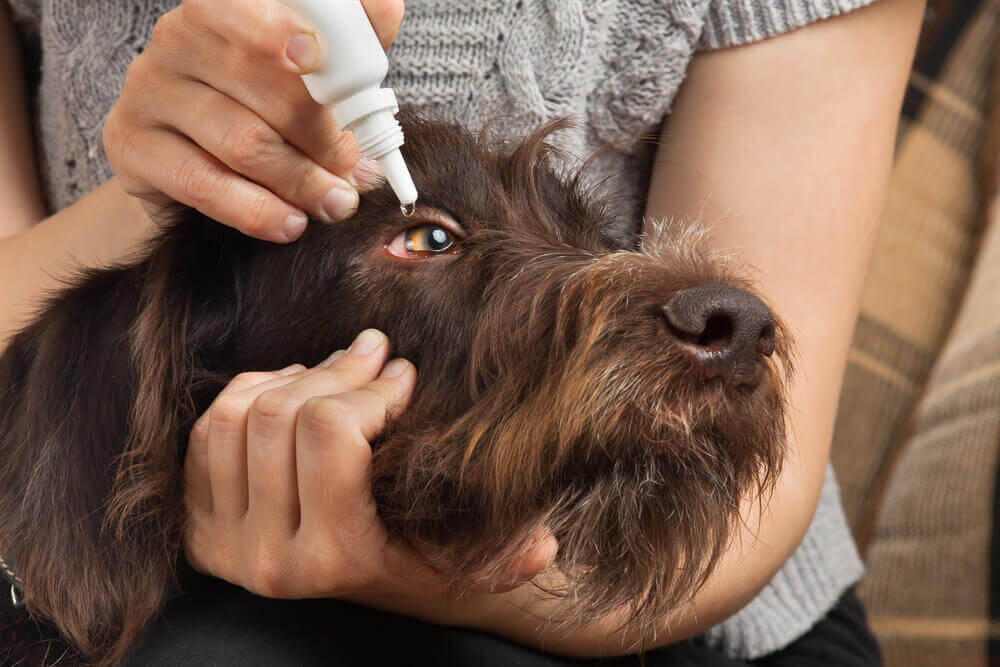 Owner applying medical eye drops to dog's eye for the treatment and prevention of eye diseases