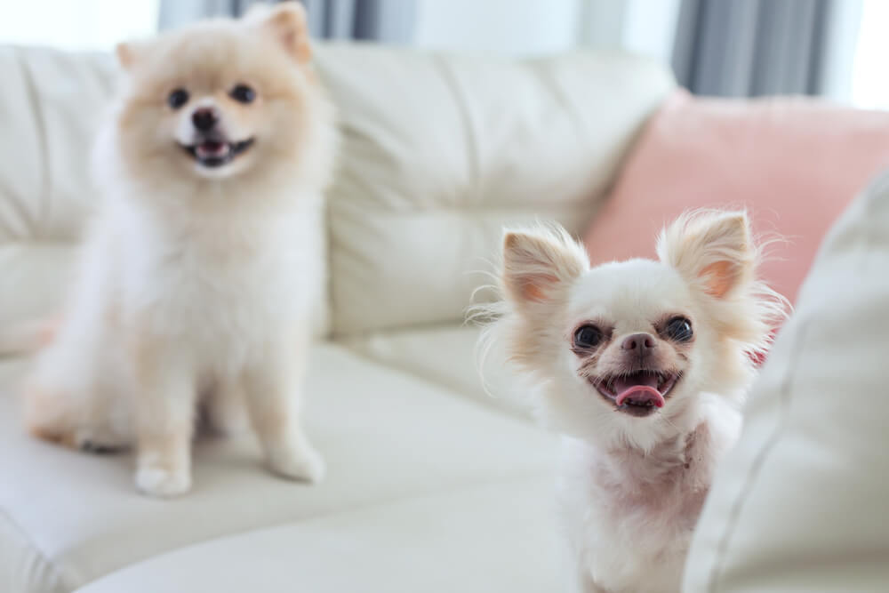 Pomeranian and Chihuahua Dogs sitting on the sofa furniture at home socializing and smiling