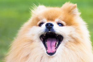 A Pomeranian Spitz Dog with tongue out smiling howling barking outdoors on the green grass