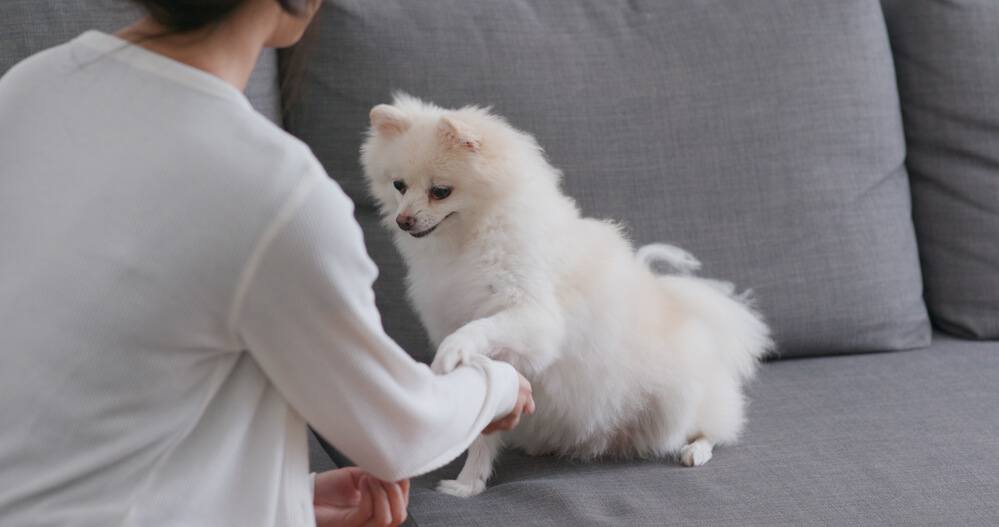 Pomeranian on the couch owner training using treats