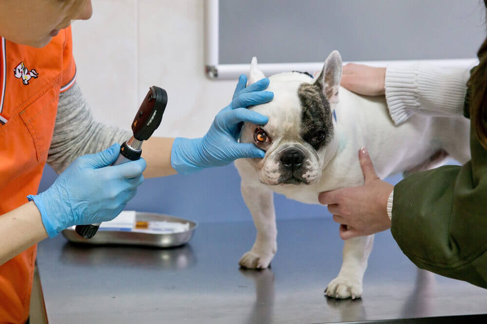 A veterinarian examining the eye of a french bulldog for the prevention and treatment of eye disorders