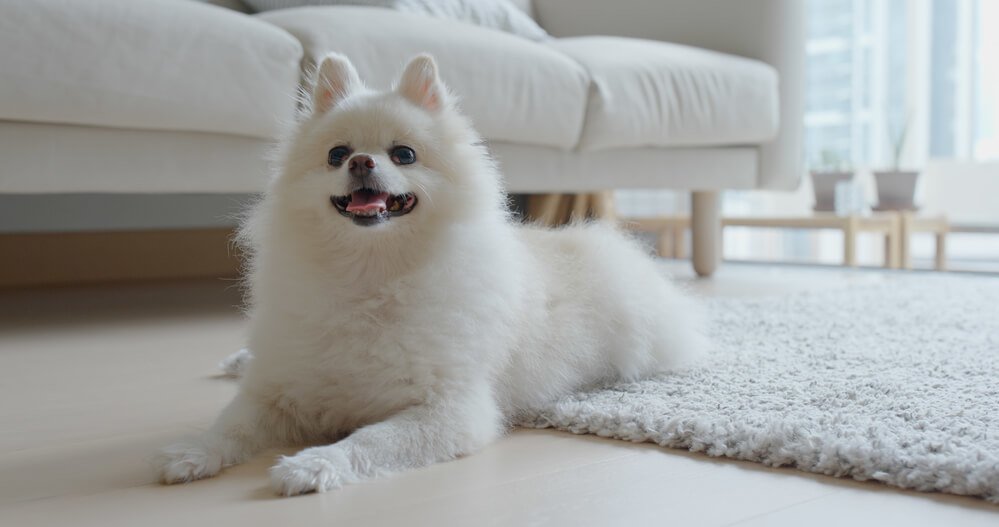White pomeranian lying on the floor at home