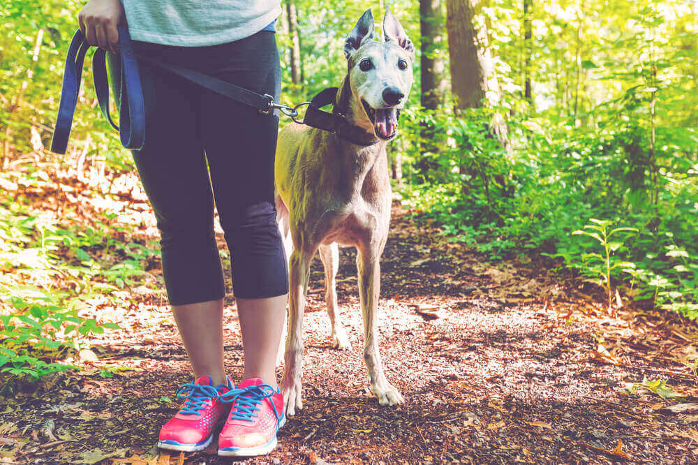 Woman with her greyhound on a leash on a forest trail