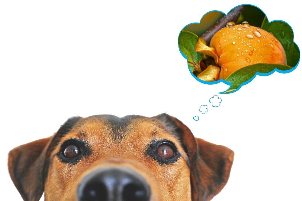 Can Dogs Have Persimmons