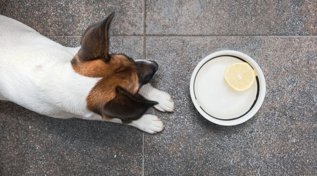 A puppy in front of a water bowl with a slice of lemon