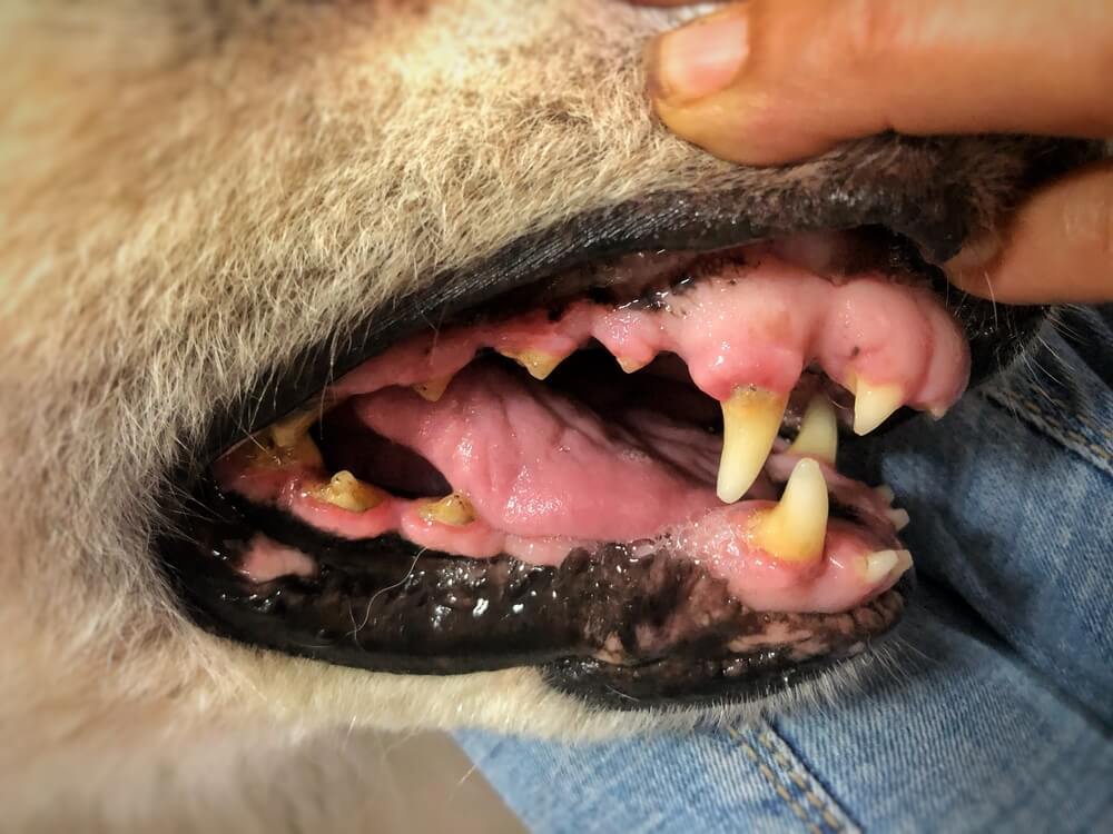 A close up of a dog's teeth showing an accumulation of dental plaque and tartar