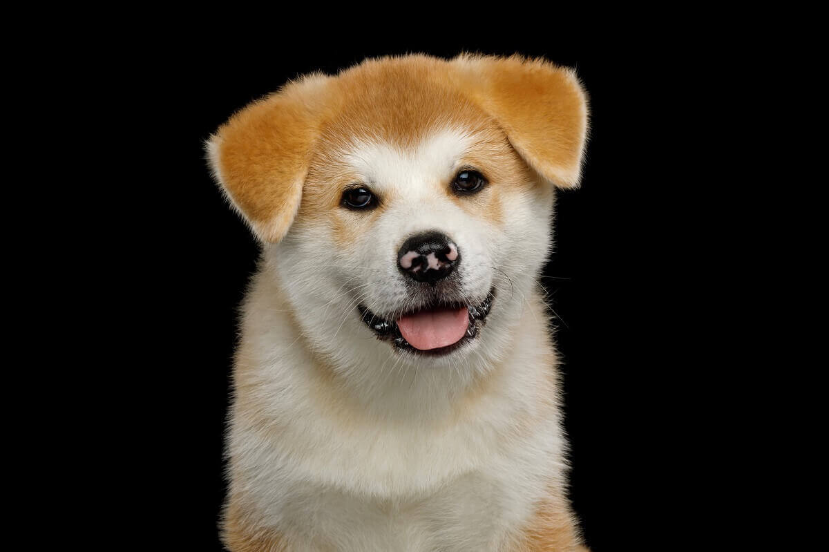 An Akita Inu Puppy Dog With Spotted Nose
