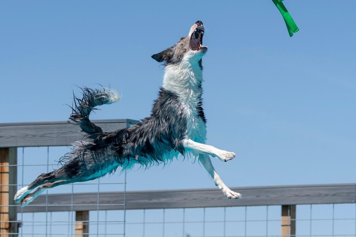 "Border collie dog in mid air ready to catch a toy while dock diving into a pool