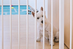 Cute west highland white terrier puppy sitting behind an indoor dog gate and looking at camera. Isolation of puppy when he is alone at home