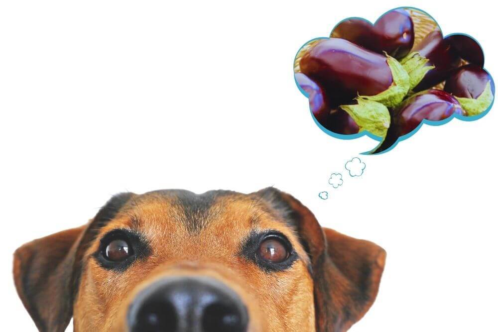 Can Dogs Have Eggplant