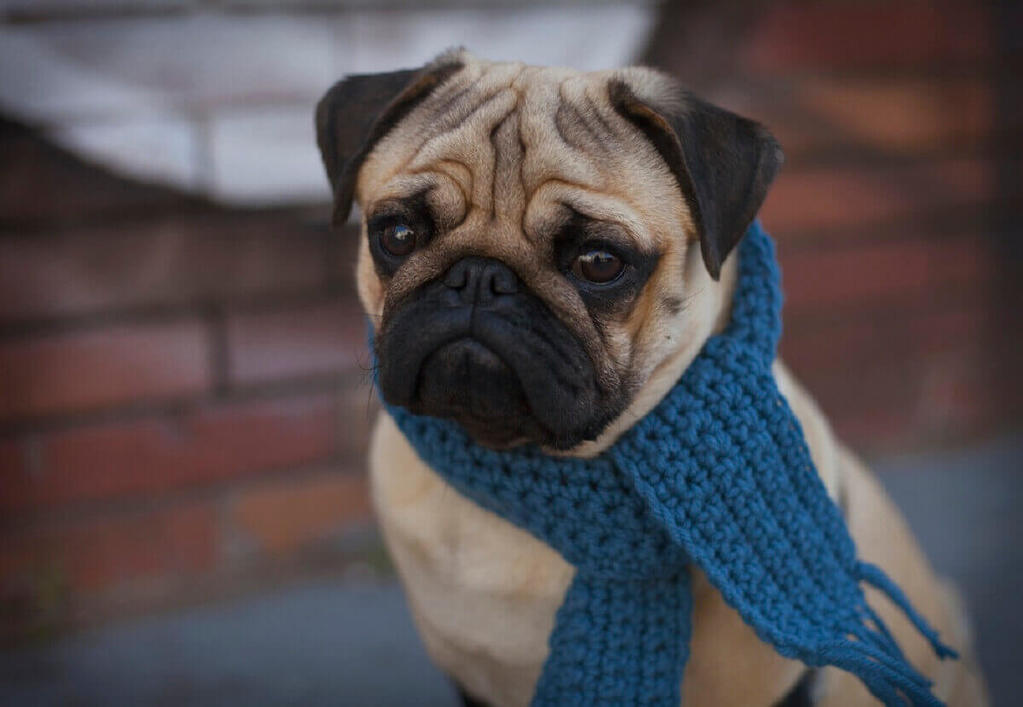 A sad looking pup wearing a scarf around his neck looking cold