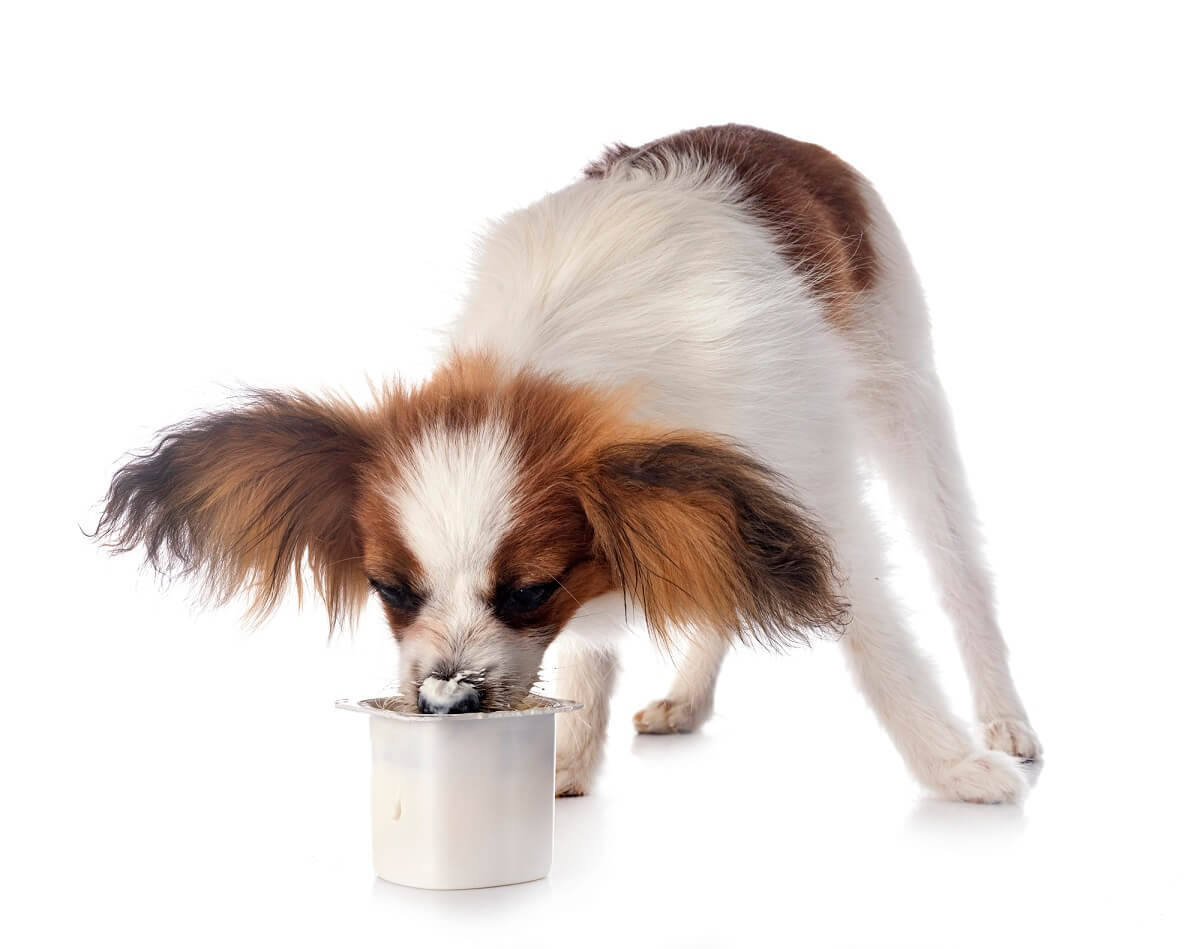 A Papillon dog eating plain yogurt from a tub