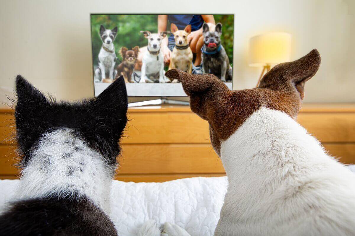 Two dogs watching streaming tv program TV shows in bed cozy together