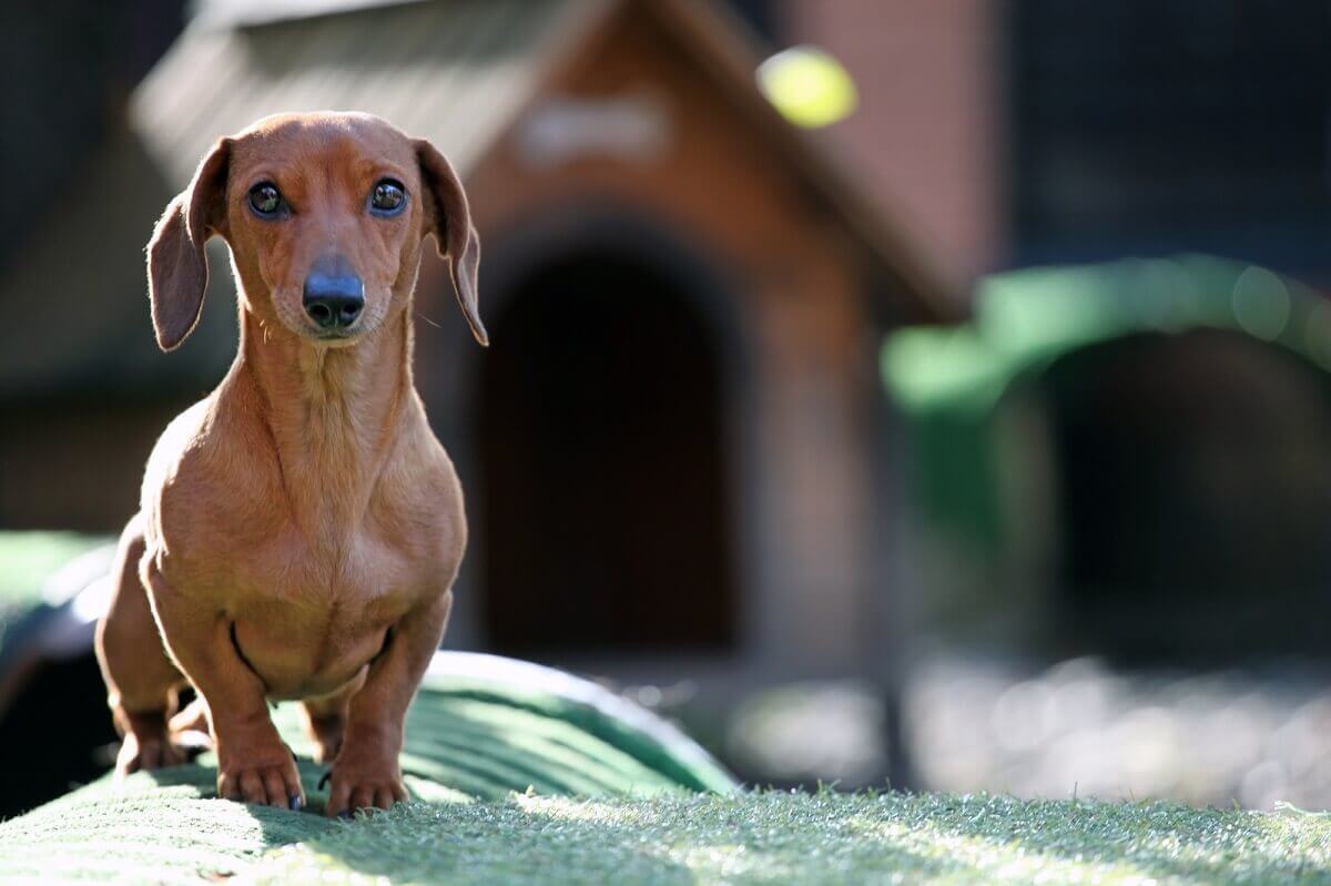 A Dachshund sitting on a homemade outdoor kennel on artificial lawn