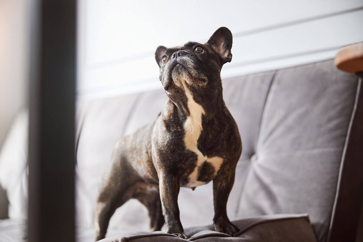 Cute french bulldog trying to jump down from a sofa
