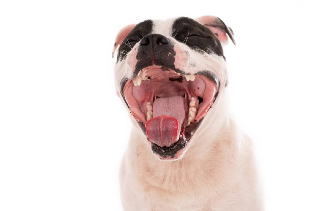 A closeup shot of a cute Staffordshire mouth, teeth and tonsils