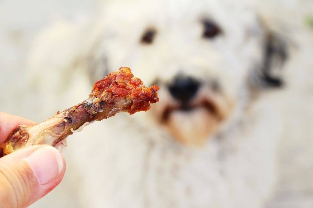A dog is being offered a chicken bone