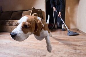 Dog Afraid of Vacuum, Runs Away