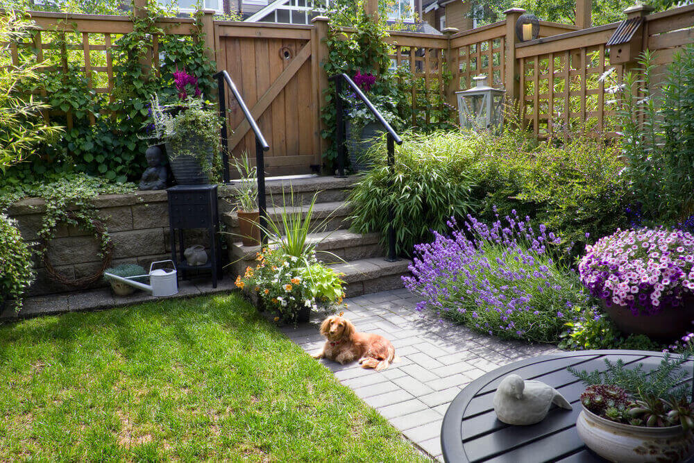 A long haired Dachshund sitting in a fenced landscaped garden