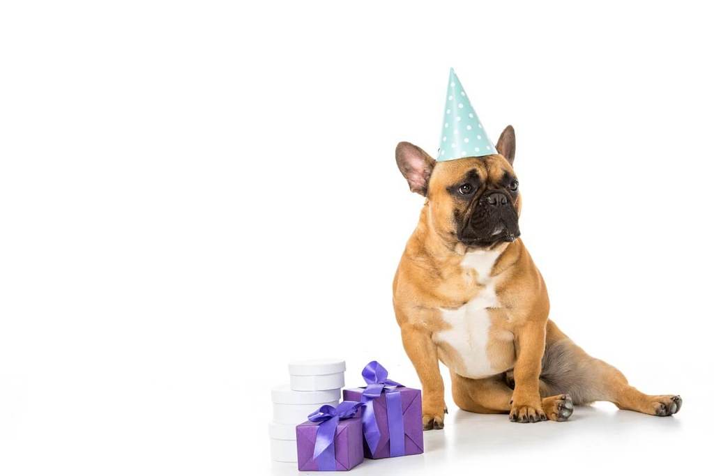 French bulldog puppy wearing a party cone sitting near wrapped gifts