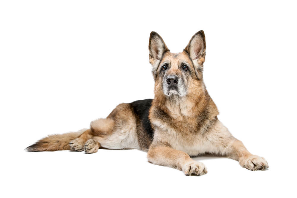 Aging German Shepherd Dog with Joint Issues