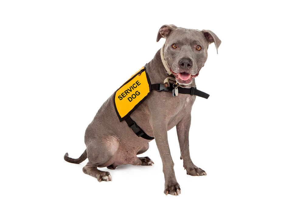 A pitbull service dog wearing a service vest dog