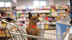 A small dog in supermarket trolley in a grocery store