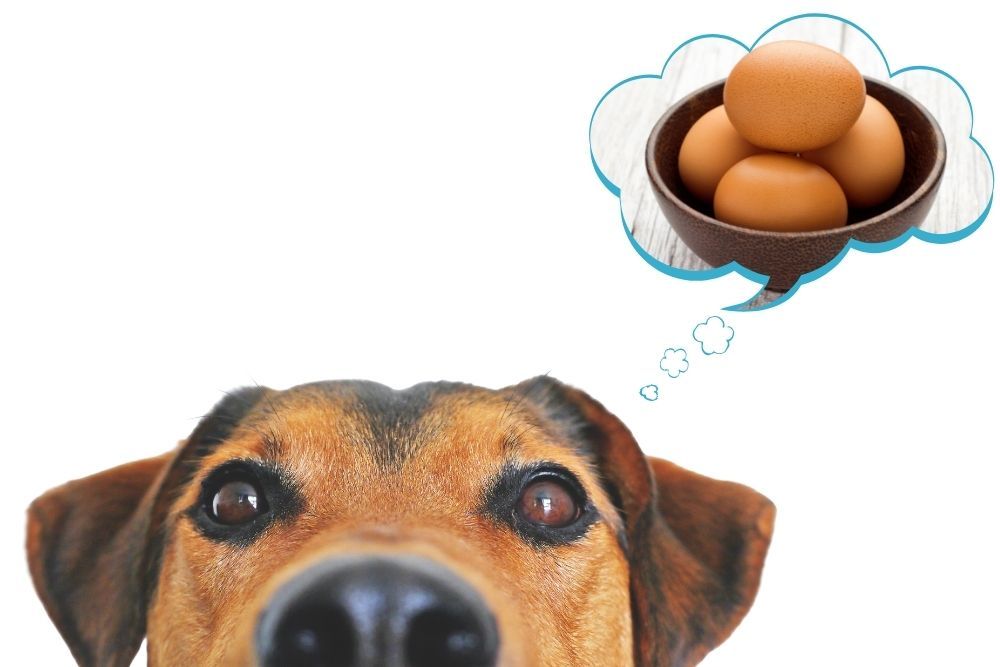 Can Dogs Eat Eggs