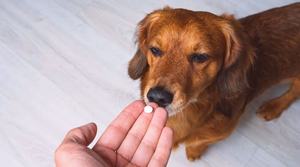 How to pick an anti inflammatory supplement or food for dogs