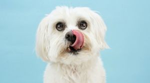 Maltese dog licking its lips.