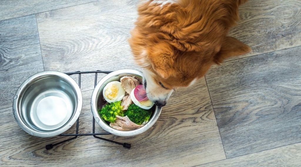 Dog Eating Boiled Eggs, Broccoli and White Meat From a Dog Bowl