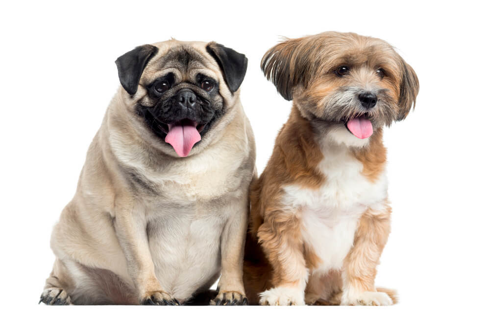 Overweight pug sitting next to a thin Lhassa Apso Dog