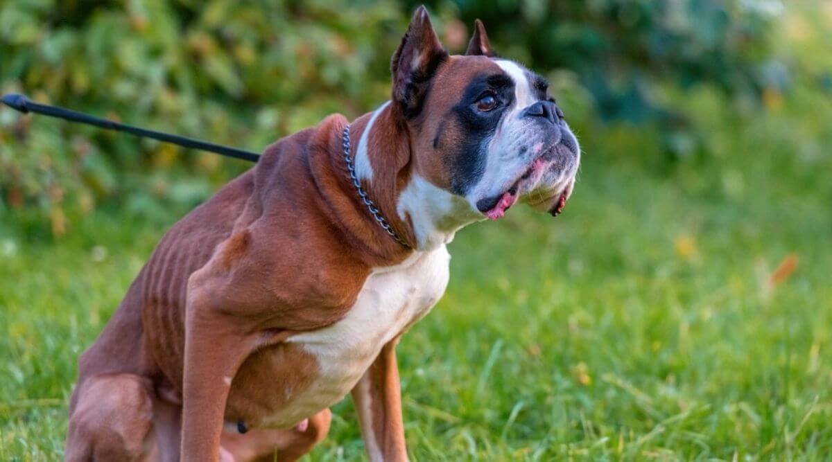 Common Boxer Dog Health Issues
