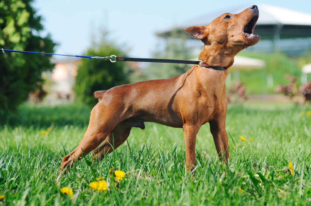 A Miniature Pinscher barking while walking on leash outdoors in the grass