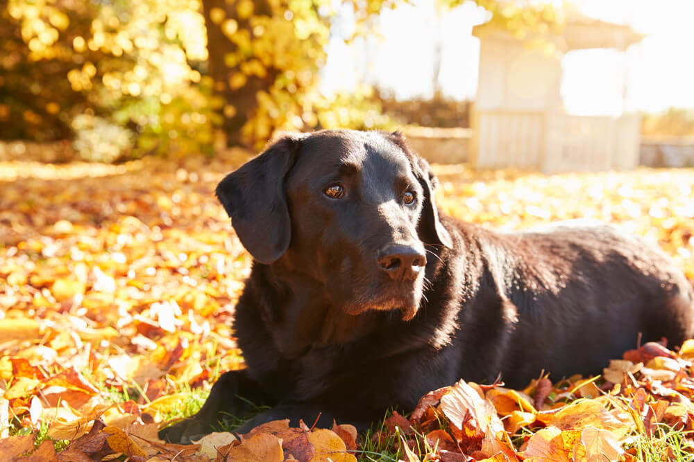 A black labrador resting on woodland leaves during a walk in the autumn.