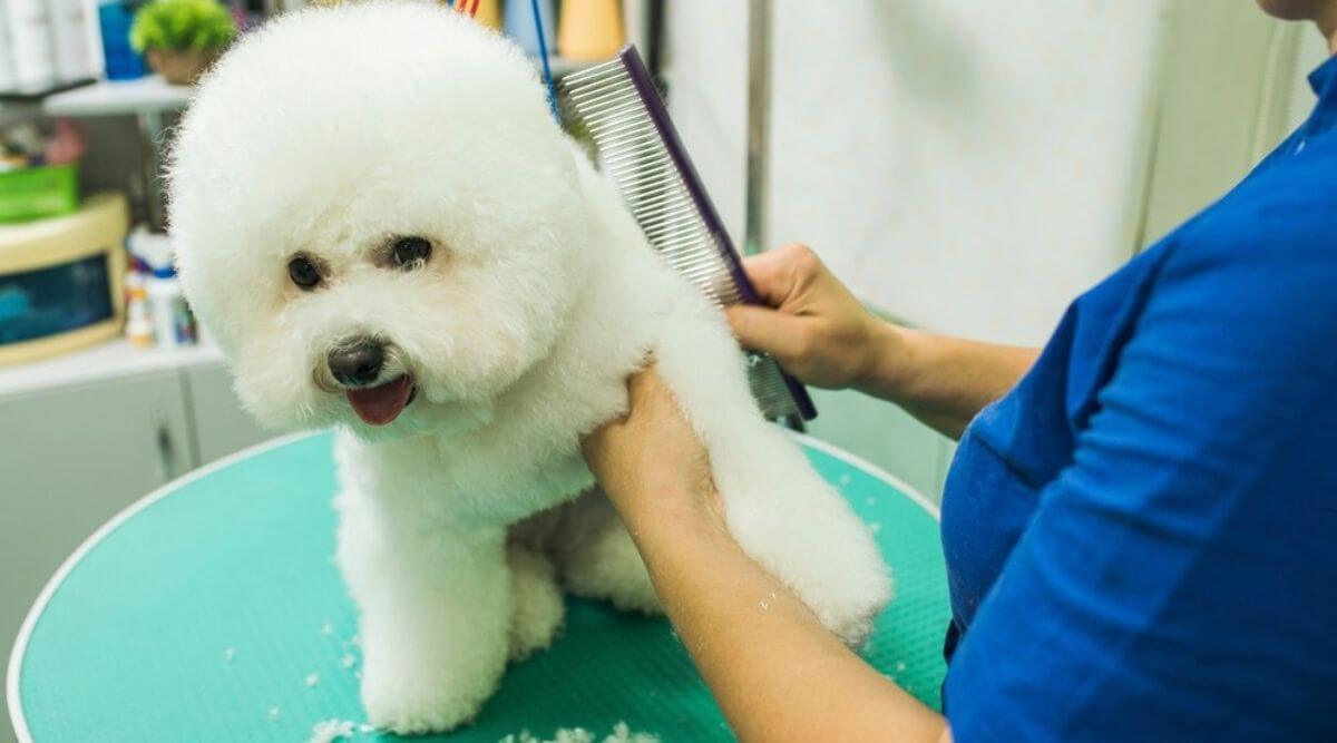 Is the Bichon Frise Hypoallergenic?