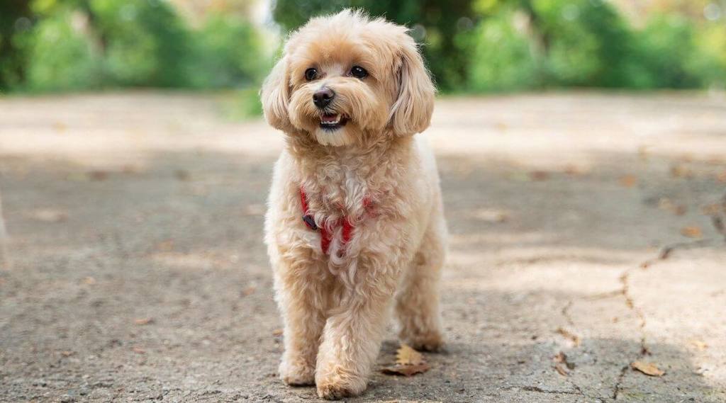 A hypoallergenic low shedding Maltipoo wearing a red harness walking in the park