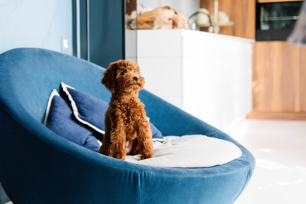A toy poodle sitting on an armchair