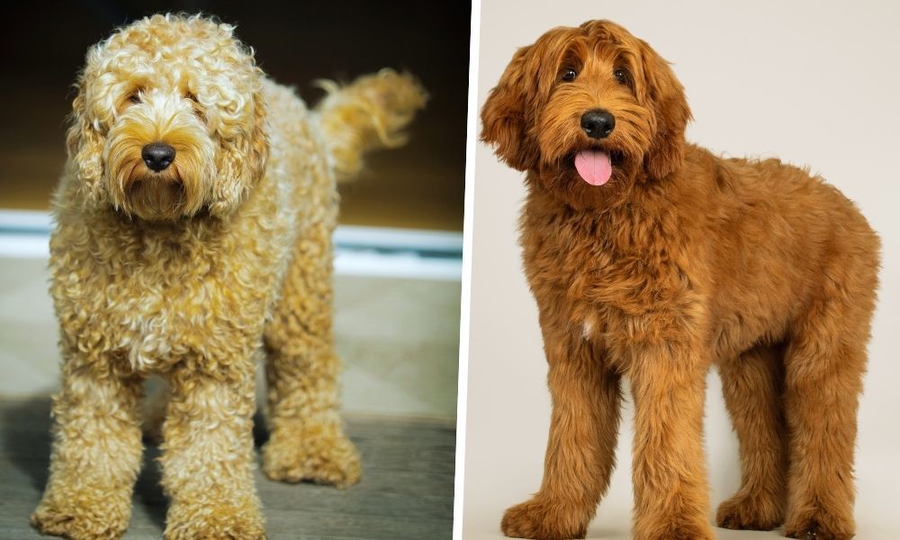 Labradoodle vs Cobberdog What is the Difference?