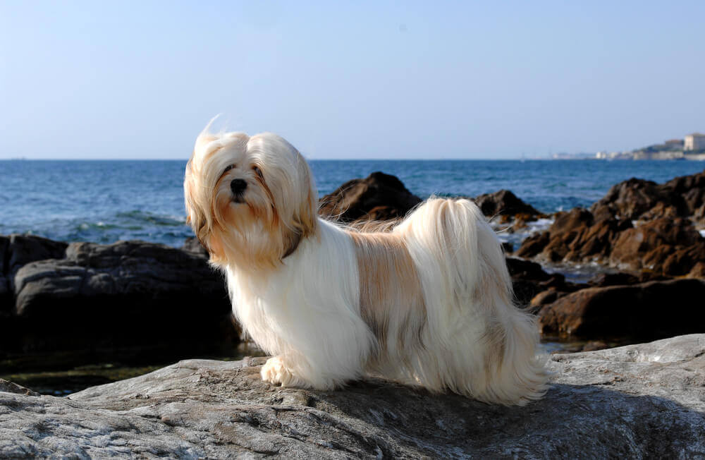 A long-haired Lhasa Apso Dog walking on the beach