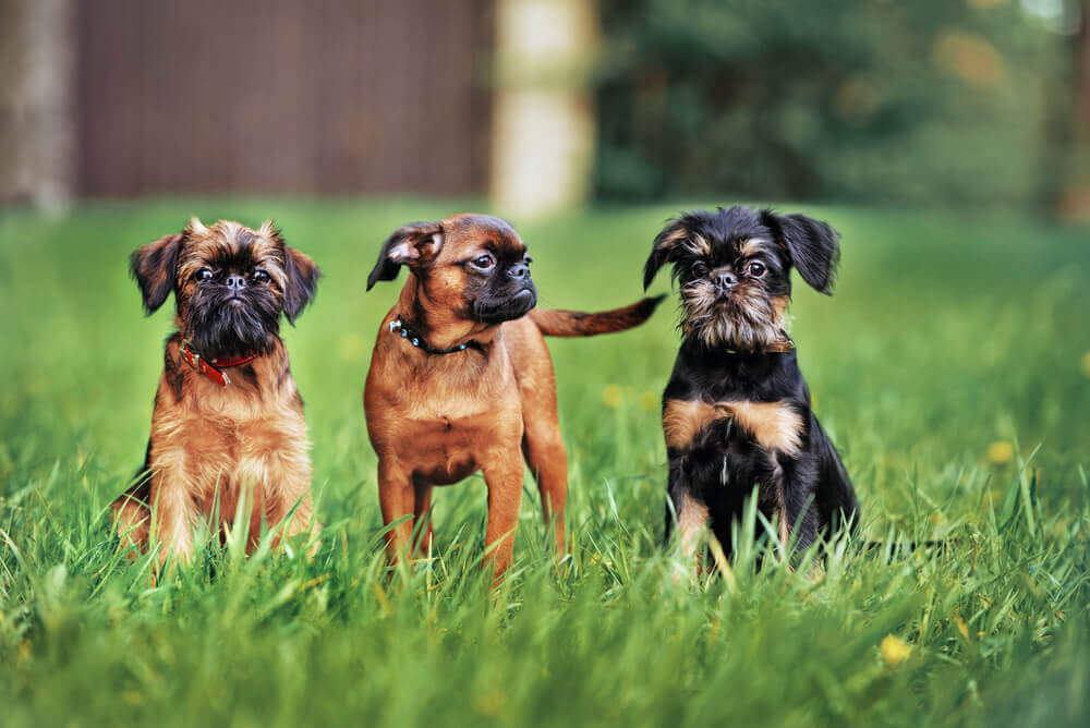 Hypoallergenic breed rough coated and smooth coated Brussels Griffon puppies sitting on grass