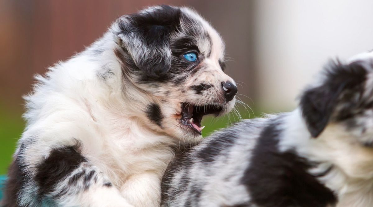 A blue eyed black and white Australian Shepherd play-biting with another puppy