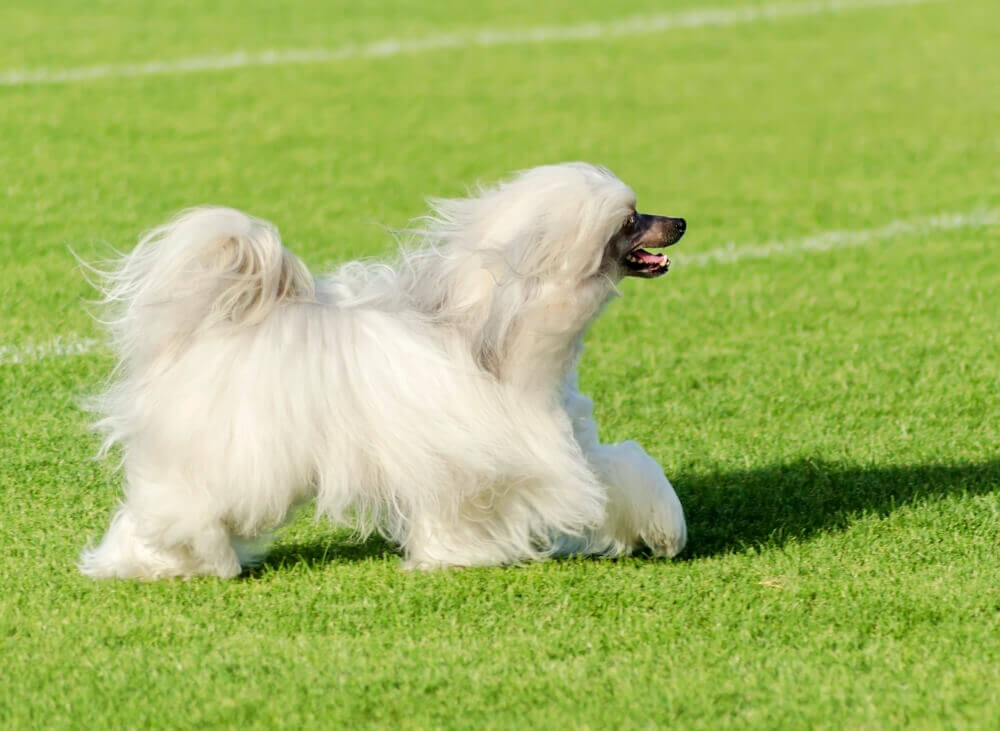 A hypoallergenic white chinese crested powderpuff dog breed